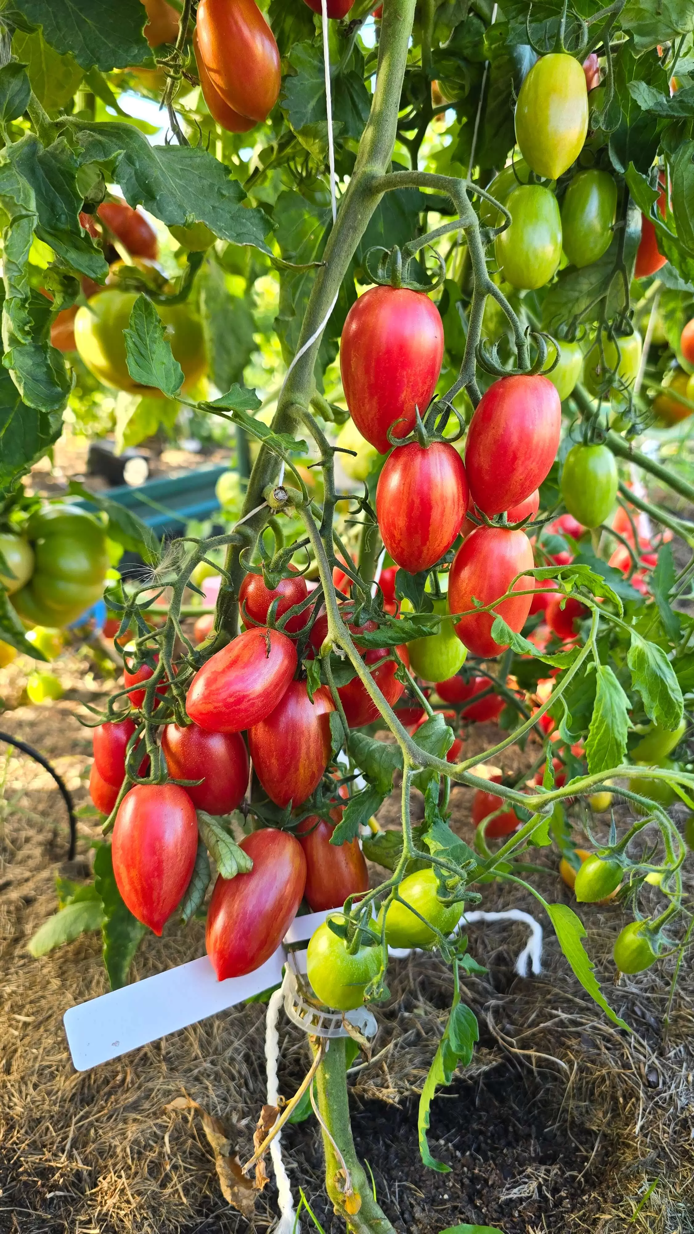 Маглия роза