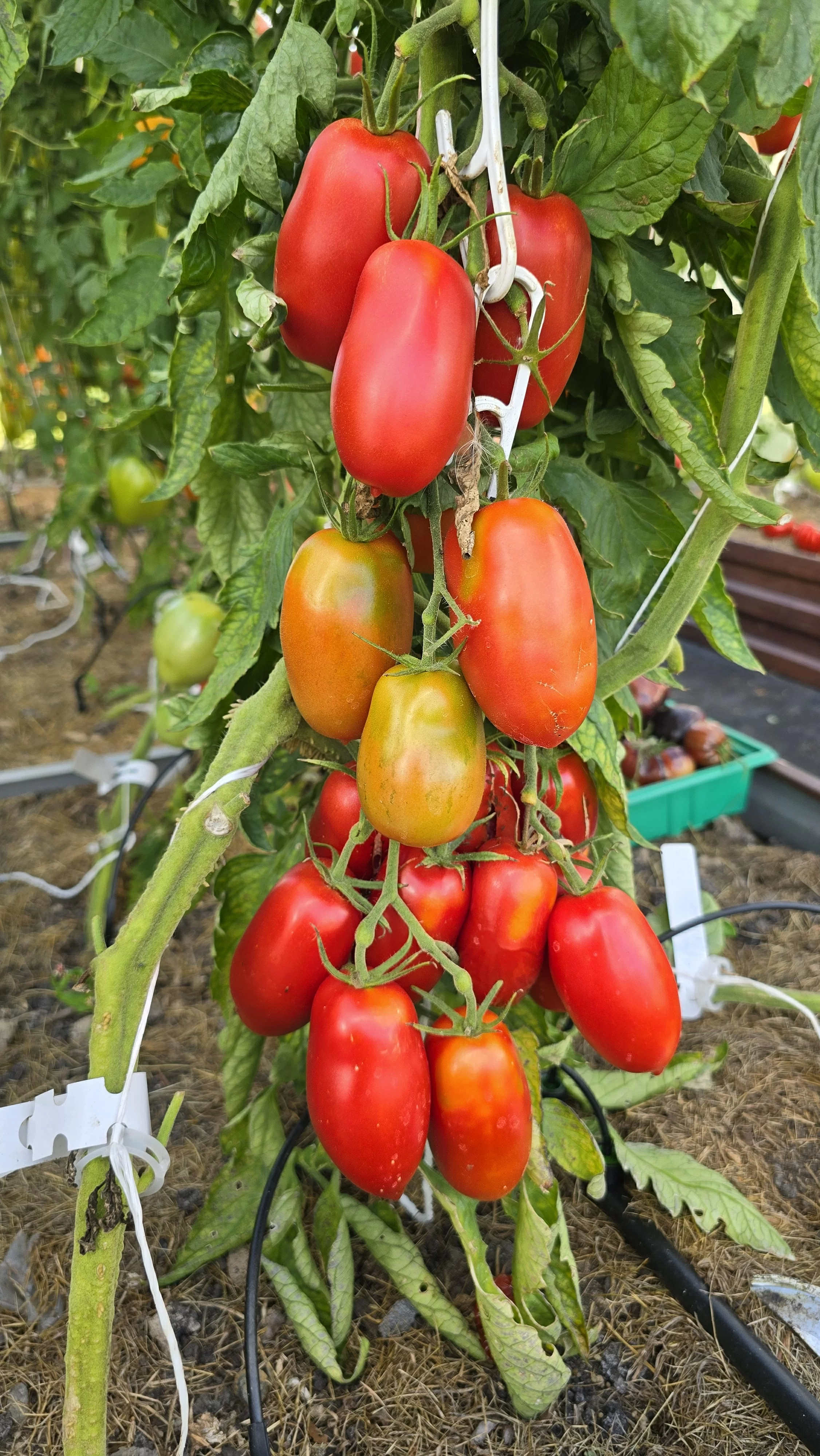 Кавказская лиана