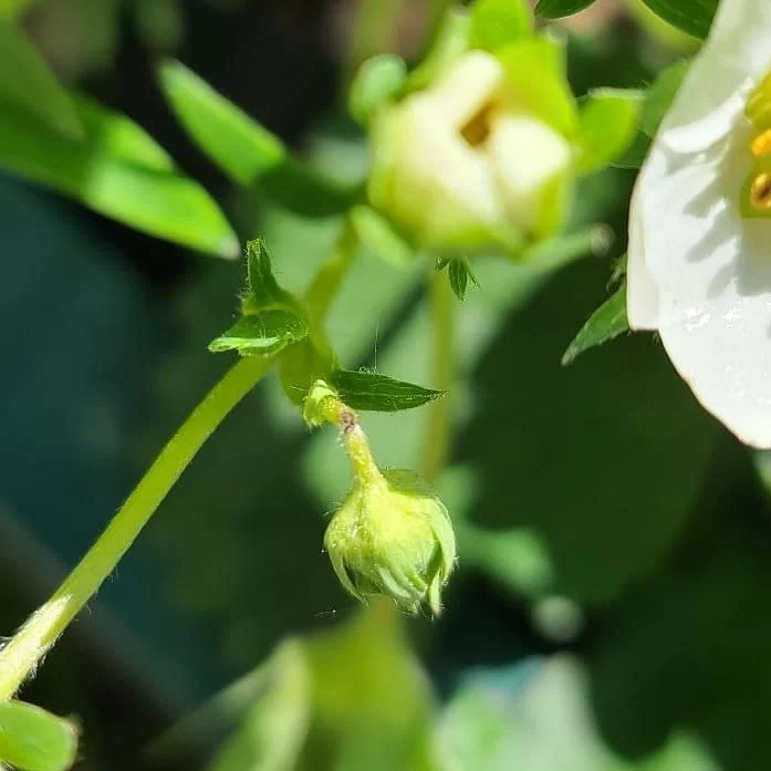 как избавиться от долгоносика народными средствами photo_2021-05-28_23-09-28 (2).jpg