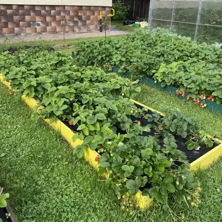 Грядка желтая (0,5 х 6,5)