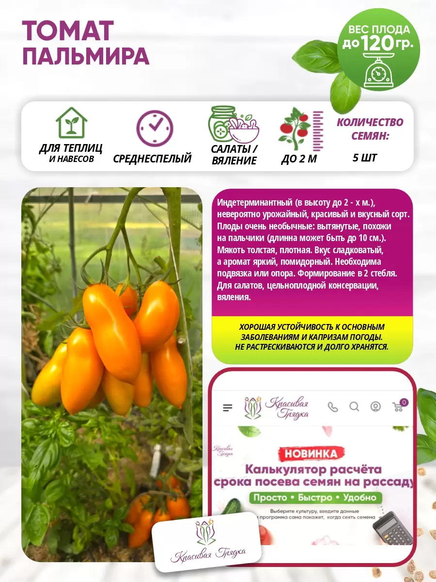 Пальмира 400