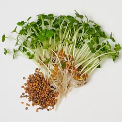 Семена "Моя микрозелень" Рукола