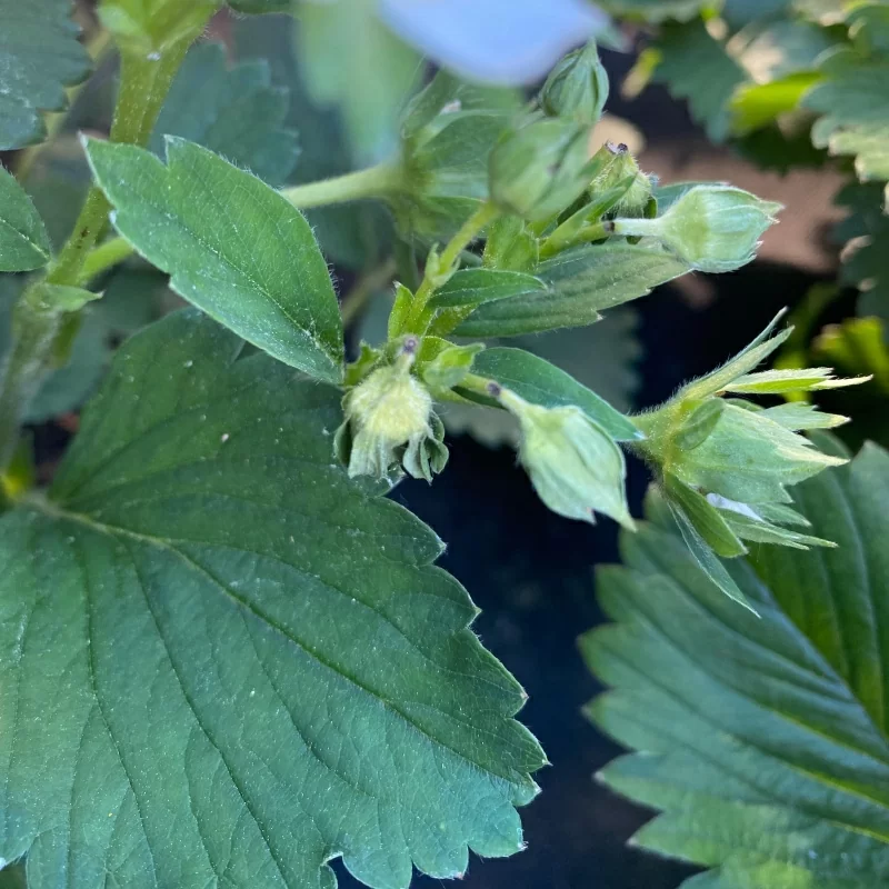 Как избавиться от долгоносика на яблоне Как избавиться от долгоносика на яблоне