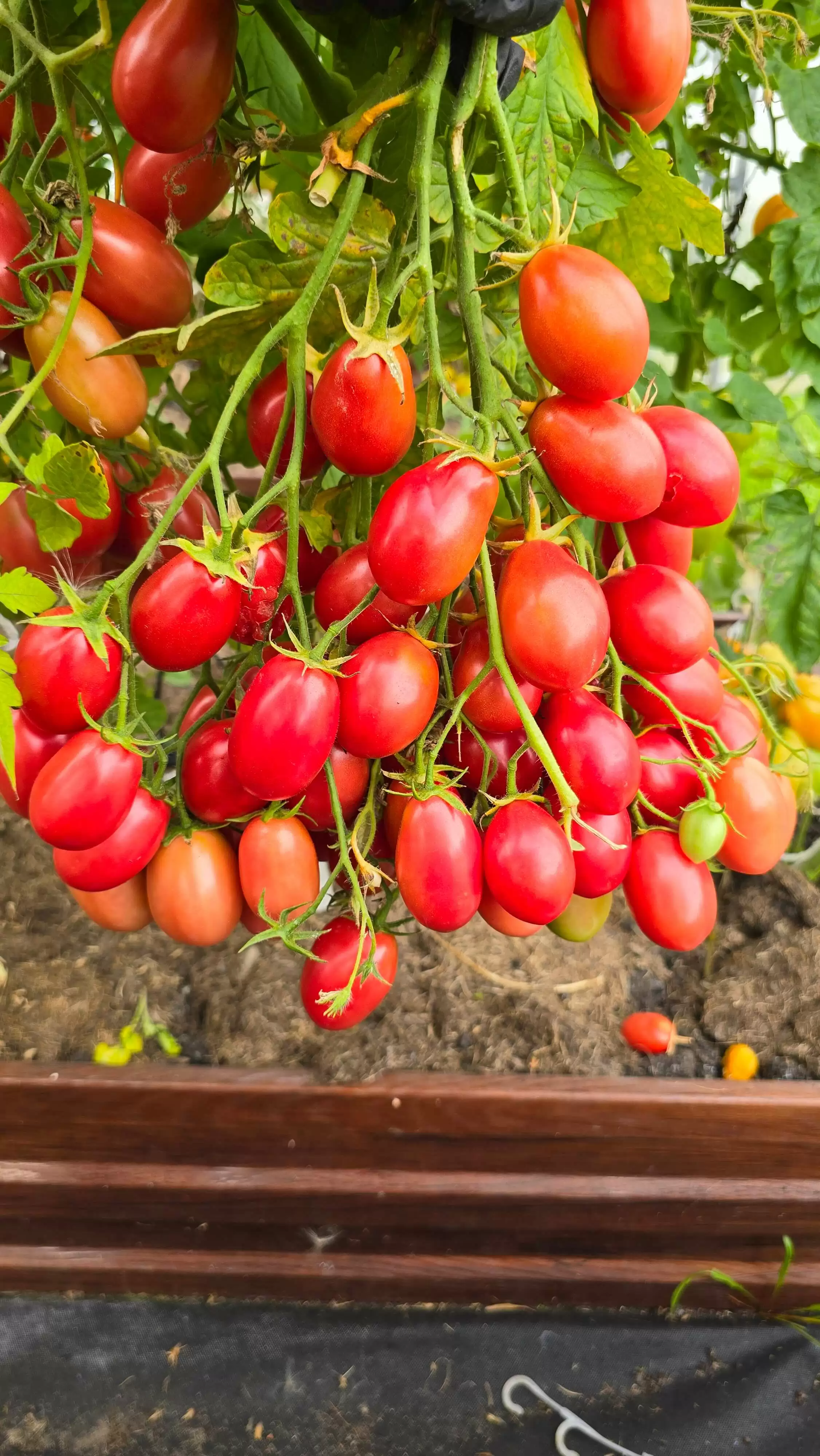 Козула 14 Мегагрон