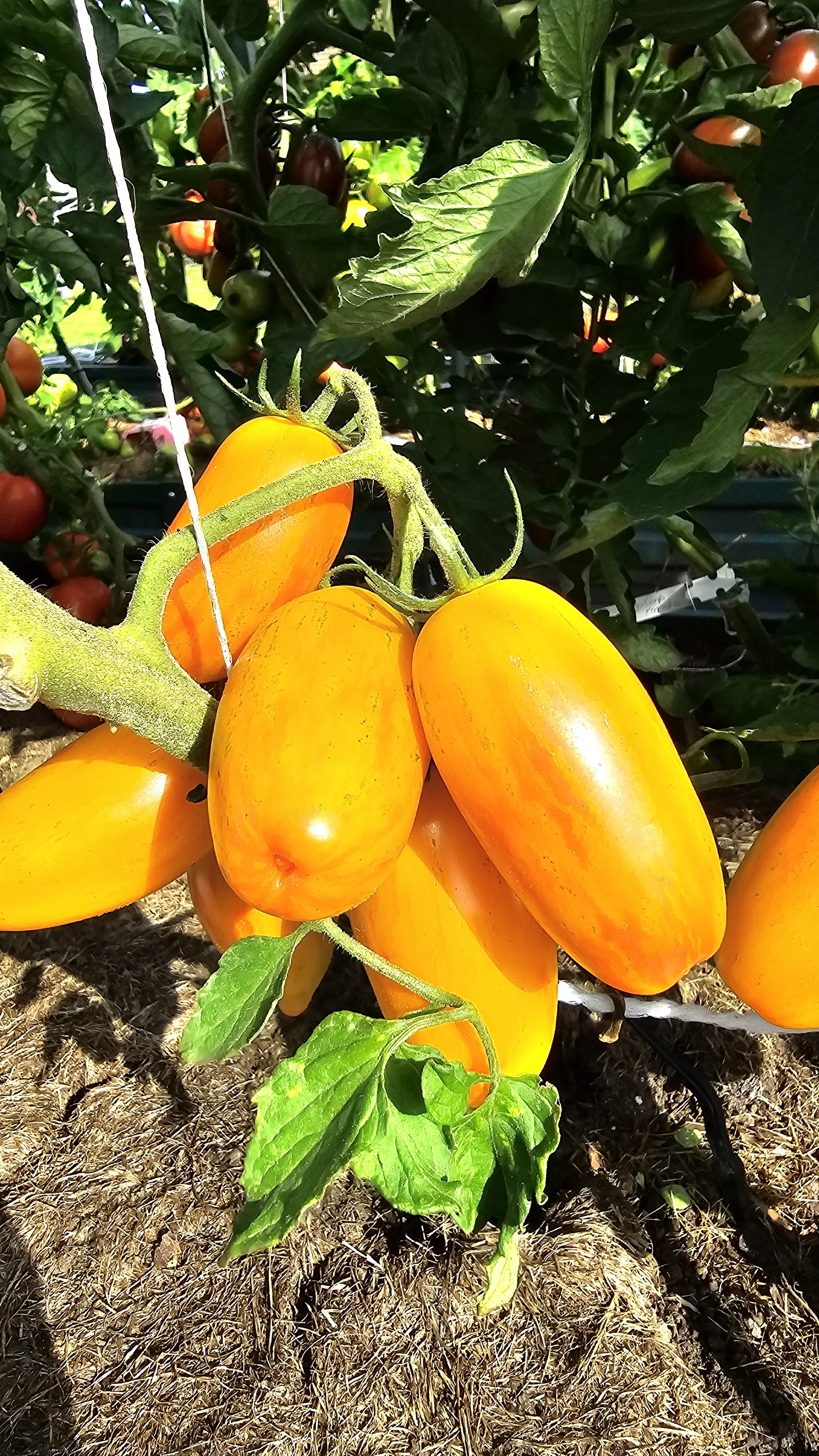 Лисий хвост