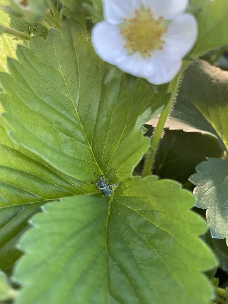 Долгоносик на клубнике Долгоносик на клубнике