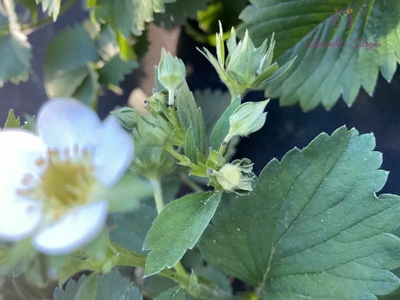 Долгоносик Долгоносик