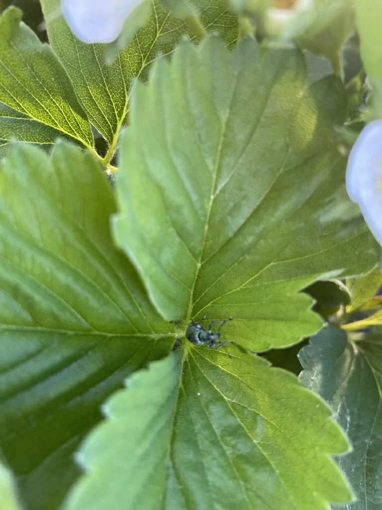 долгоносик долгоносик