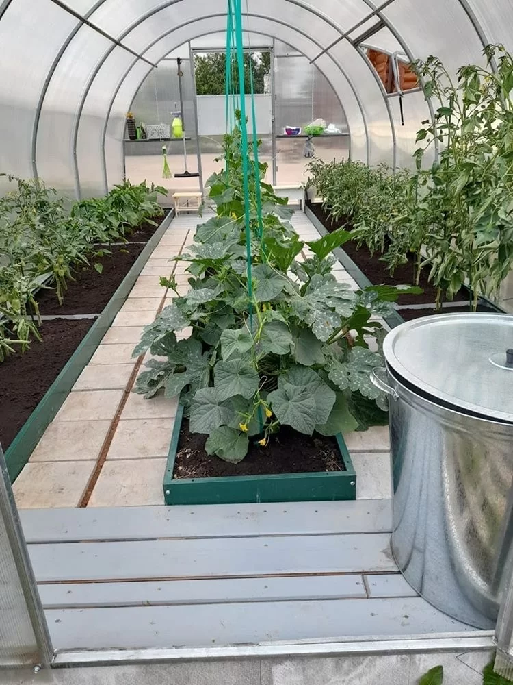 Выбор теплицы для огурцов Выбор теплицы для огурцов